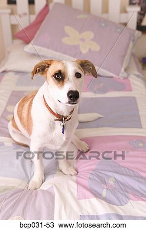 Stock Image - Dog sitting on bed. Fotosearch