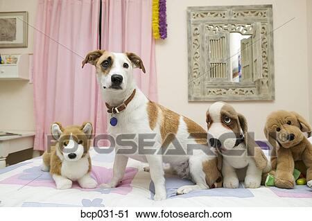 Dog sitting with stuffed animals View Large Photo Image Stock Image - Dog sitting with stuffed animals. Fotosearch