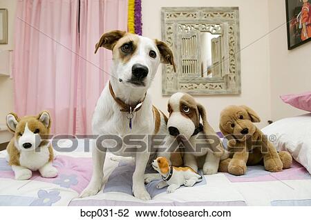 Dog sitting with stuffed animals View Large Photo Image Stock Image - Dog sitting with stuffed animals. Fotosearch