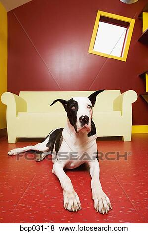 Stock Photo - Great Dane lying on floor indoors. Fotosearch