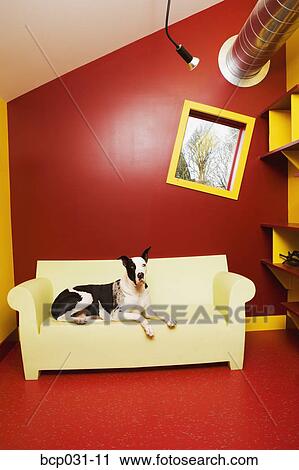 Great Dane lying on sofa View Large Photo Image Stock Image - Great Dane lying on sofa. Fotosearch