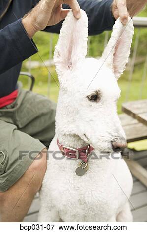 Man holding up dog ears View Large Photo Image Stock Photo - Man holding up dog ears. Fotosearch