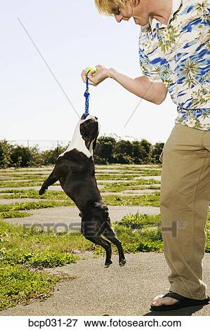 Man playing with Boston Terrier View Large Photo Image Stock Photo - Man playing with Boston Terrier. Fotosearch