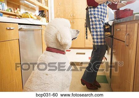 Poodle and woman in kitchen View Large Photo Image Stock Image - Poodle and woman in kitchen. Fotosearch