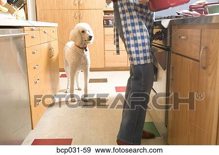 Stock Photo - Poodle and woman in kitchen. Fotosearch