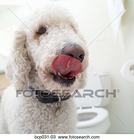 Poodle in bathroom View Large Photo Image Stock Image - Poodle in bathroom. Fotosearch