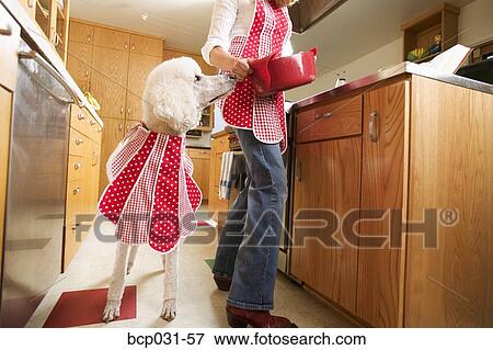 Stock Photo - Poodle in kitchen wearing bib. Fotosearch