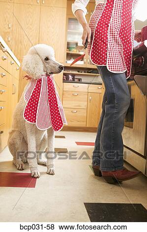Stock Photo - Poodle in kitchen wearing bib. Fotosearch
