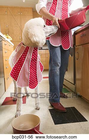 Stock Photograph - Poodle in kitchen wearing bib. Fotosearch