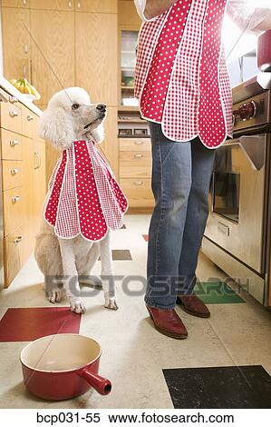 Stock Photography - Poodle in kitchen wearing bib. Fotosearch