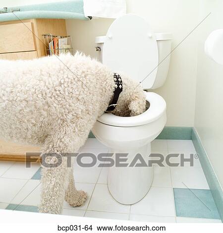 Picture - Standard Poodle drinking from toilet. Fotosearch