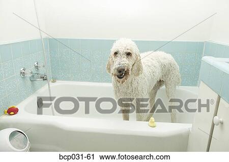 Stock Image - Standard Poodle in a bathtub. Fotosearch