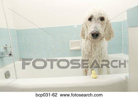 Standard Poodle in a bathtub View Large Photo Image Stock Image - Standard Poodle in a bathtub. Fotosearch