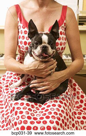 Stock Photo - Woman holding Boston Terrier. Fotosearch