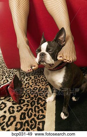 Woman rubbing Boston Terrier with feet View Large Photo Image Stock Photo - Woman rubbing Boston Terrier with feet. Fotosearch