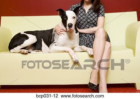 Woman sitting on couch with Great Dane View Large Photo Image Stock Image - Woman sitting on couch with Great Dane. Fotosearch