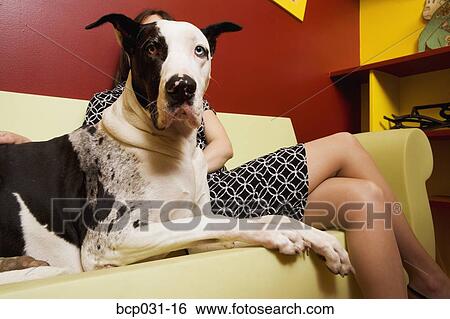 Woman sitting on couch with Great Dane View Large Photo Image Stock Photograph - Woman sitting on couch with Great Dane. Fotosearch