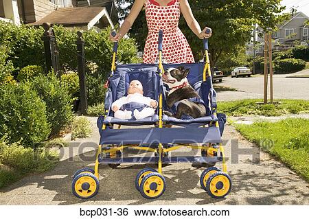 Woman strolling doll and Boston Terrier View Large Photo Image Stock Photograph - Woman strolling doll and Boston Terrier. Fotosearch