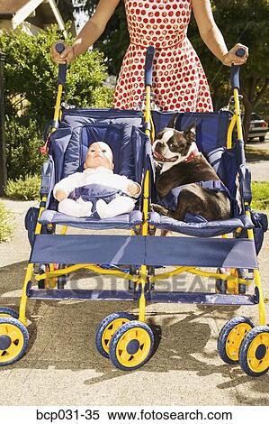 Stock Photography - Woman strolling doll and Boston Terrier. Fotosearch