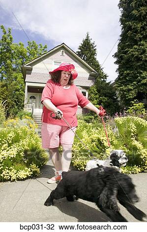 Stock Image - Woman walking Cocker Spaniels. Fotosearch