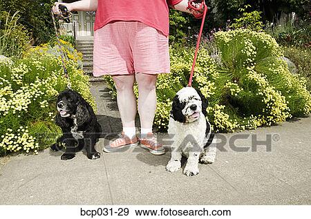 Woman with Cocker Spaniels View Large Photo Image Stock Photo - Woman with Cocker Spaniels. Fotosearch