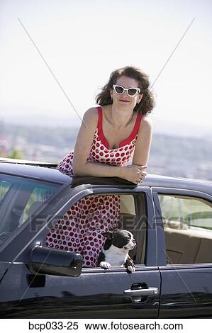 Woman in car with Boston Terrier View Large Photo Image Stock Photography - Woman in car with Boston Terrier. Fotosearch