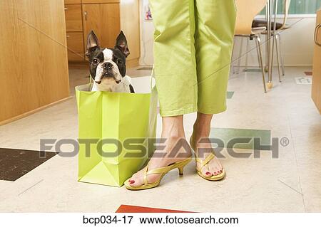 Boston Terrier in shopping bag View Large Photo Image Stock Photo - Boston Terrier in shopping bag. Fotosearch