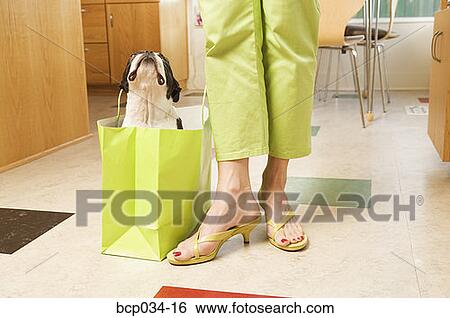 Boston Terrier in shopping bag View Large Photo Image Stock Photograph - Boston Terrier in shopping bag. Fotosearch