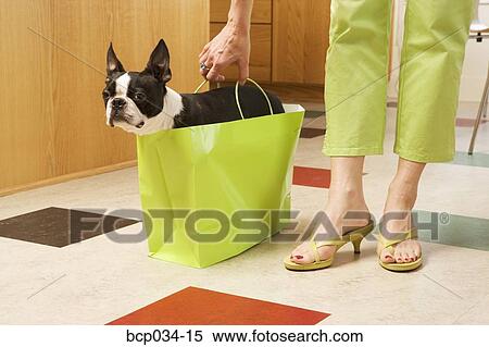 Stock Photography - Boston Terrier in shopping bag. Fotosearch