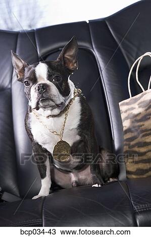 Boston Terrier sitting in car wearing necklace View Large Photo Image Stock Image - Boston Terrier sitting in car wearing necklace. Fotosearch