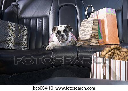 Bulldog sitting in car with shopping bags View Large Photo Image Stock Image - Bulldog sitting in car with shopping bags. Fotosearch