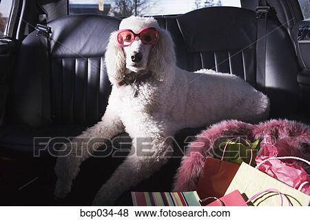 Standard Poodle in car wearing sunglasses View Large Photo Image Stock Photo - Standard Poodle in car wearing sunglasses. Fotosearch