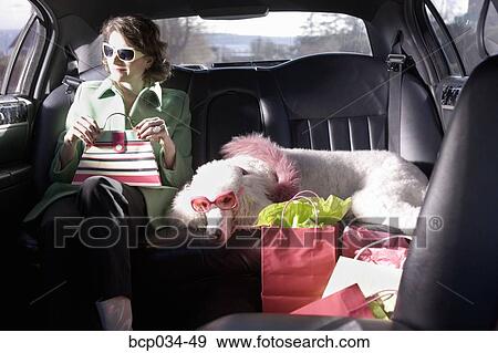 Stock Photo - Woman and her Poodle sitting in limo. Fotosearch