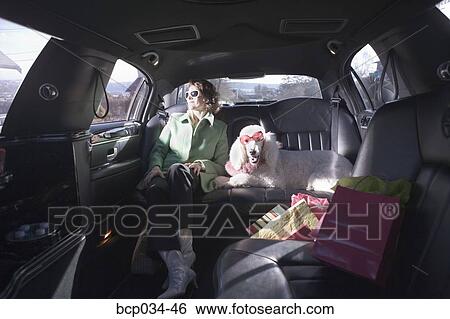 Woman and her Poodle sitting in limo View Large Photo Image Stock Photograph - Woman and her Poodle sitting in limo. Fotosearch