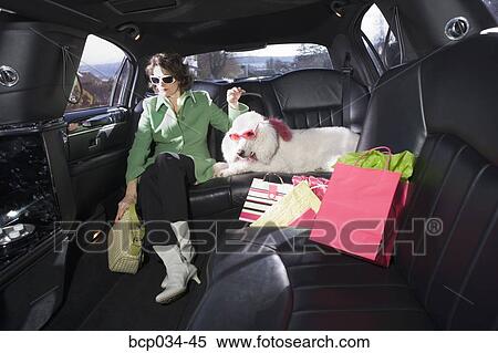 Woman and her Poodle sitting in limo View Large Photo Image Stock Photography - Woman and her Poodle sitting in limo. Fotosearch
