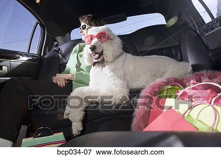 Woman and Standard Poodle sitting in car View Large Photo Image Stock Photo - Woman and Standard Poodle sitting in car. Fotosearch