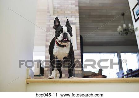Portrait of a Boston Terrier dog View Large Photo Image Stock Image - Portrait of a Boston Terrier dog. Fotosearch