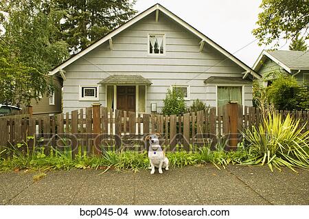 Picture - Portrait of dog in front of house. Fotosearch