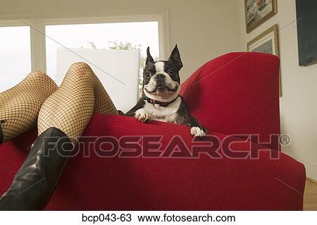 Stock Image - Dog with woman using laptop computer. Fotosearch