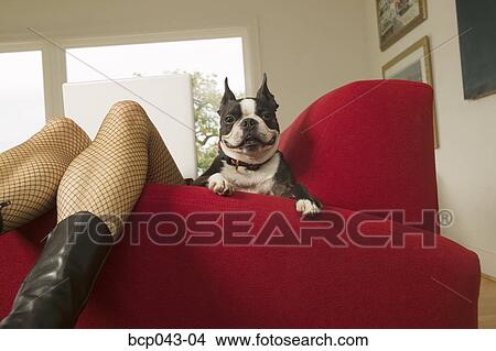 Dog with woman using laptop View Large Photo Image Picture - Dog with woman using laptop. Fotosearch