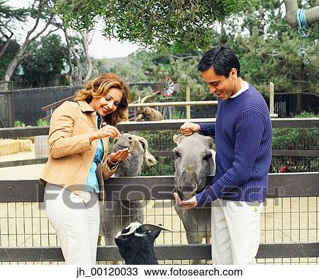 Stock Image - Mid adult couple feeding animal at a zoo. Fotosearch
