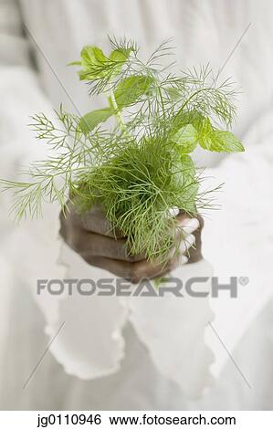Stock Photograph - Woman's hands holding a plant. Fotosearch