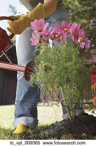 Stock Photography - Woman watering flowers. Fotosearch