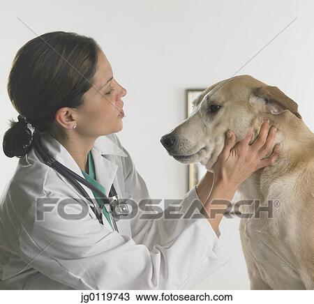 Female veterinarian examining a dog View Large Photo Image Stock Image - Female veterinarian examining a dog. Fotosearch