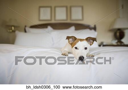 Small dog laying on bed View Large Photo Image Stock Image - Small dog laying on bed. Fotosearch