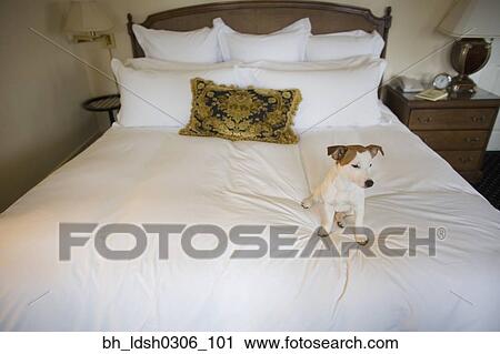 Small dog sitting on bed View Large Photo Image Stock Image - Small dog sitting on bed. Fotosearch