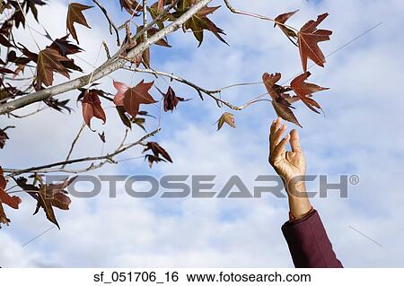 African woman's hand reaching for leaves on tree View Large Photo Image Stock Photograph - African woman's hand reaching for leaves on tree. Fotosearch