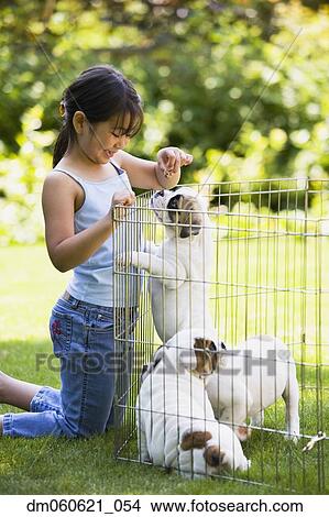 Asian girl giving treat to puppies in pen outdoors View Large Photo Image Picture - Asian girl giving treat to puppies in pen outdoors. Fotosearch