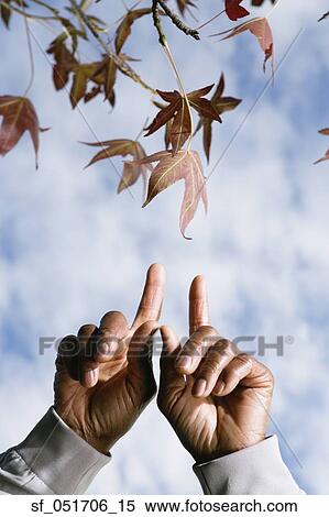 Stock Photography - Close up of African man's hands pointing at leaves. Fotosearch