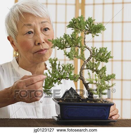 Senior Asian woman looking at bonsai tree indoors View Large Photo Image Stock Photo - Senior Asian woman looking at bonsai tree indoors. Fotosearch